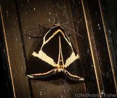 Fodina ostorius