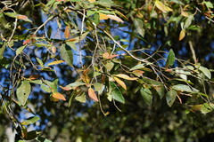 Ficus pumila awkeotsang