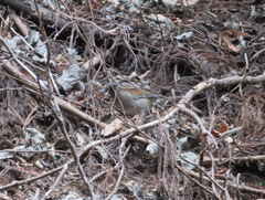 Turdus pallidus