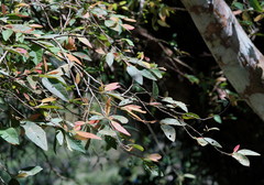 Ficus pumila awkeotsang