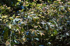 Ficus pumila awkeotsang