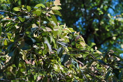 Ficus pumila awkeotsang