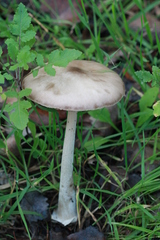 Volvopluteus gloiocephalus