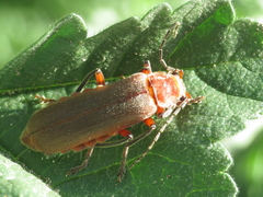Cantharis antennalis
