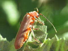Cantharis antennalis