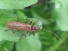 Cantharis antennalis