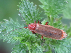 Cantharis antennalis