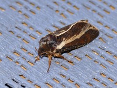 Oxycanus sphragidias