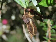 Oxycanus sphragidias