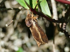 Oxycanus sphragidias