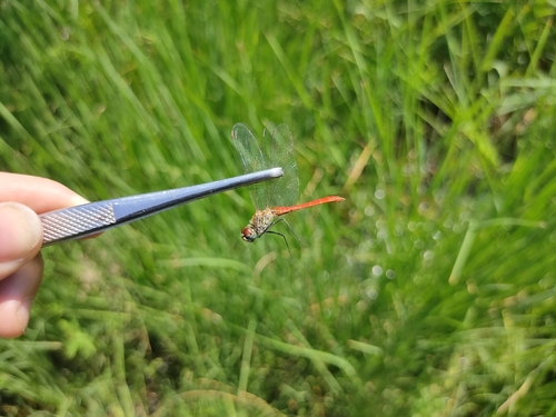 Sympetrum tibiale