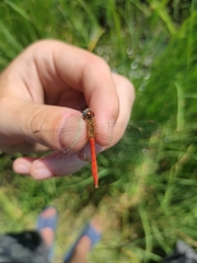 Sympetrum tibiale