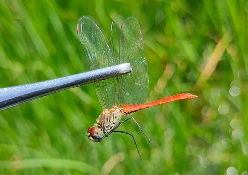 Sympetrum tibiale