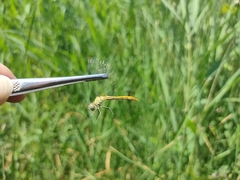 Sympetrum tibiale