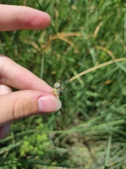 Sympetrum tibiale