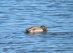 Anas platyrhynchos × zonorhyncha