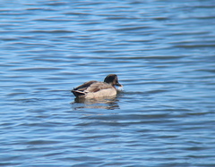 Anas platyrhynchos × zonorhyncha