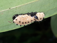 Pompelon marginata