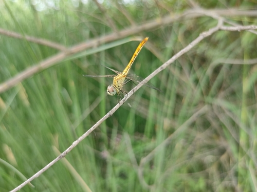 Sympetrum tibiale