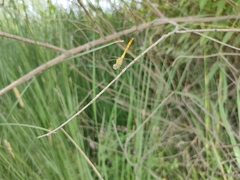 Sympetrum tibiale