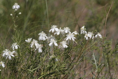 Clematis hexapetala
