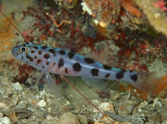 Thorogobius ephippiatus