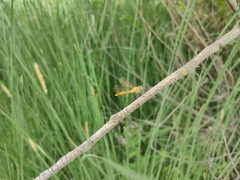 Sympetrum tibiale