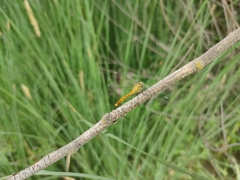 Sympetrum tibiale