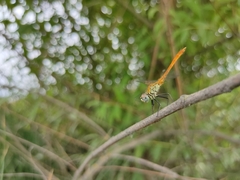 Sympetrum tibiale