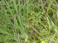 Sympetrum tibiale