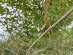 Sympetrum tibiale