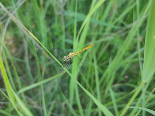 Sympetrum tibiale