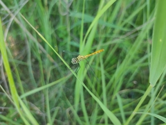 Sympetrum tibiale