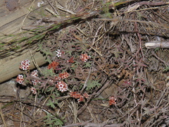Crassula pruinosa