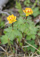 Trollius