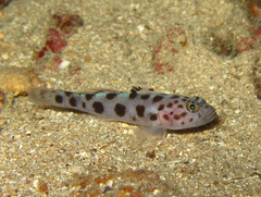 Thorogobius ephippiatus