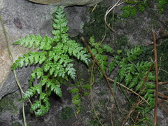 Rumohra adiantiformis