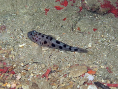 Thorogobius ephippiatus