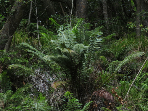 King fern (Todea barbara)