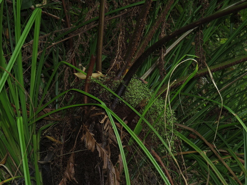 Gymnosphaera capensis, photograph 3