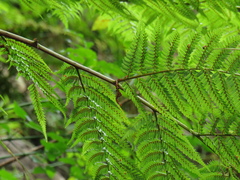 Gymnosphaera capensis