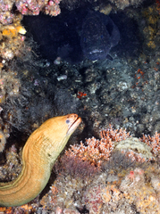 Epinephelus daemelii