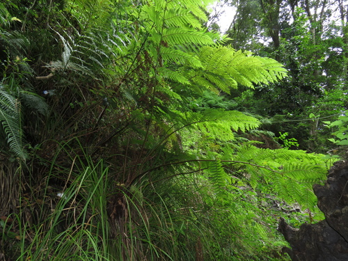 Gymnosphaera capensis, photograph 2