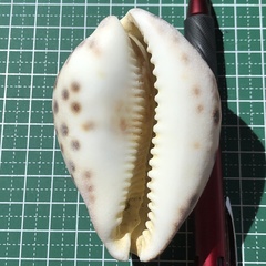 Cypraea tigris