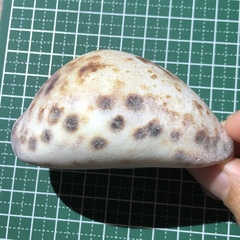 Cypraea tigris