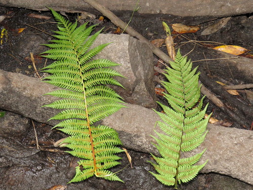 Gymnosphaera capensis, photograph 4