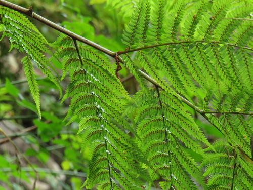 Gymnosphaera capensis, photograph 1