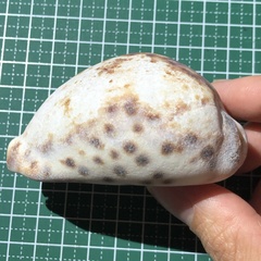 Cypraea tigris
