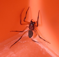 Platyoides walteri