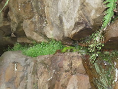 Wimmerella pygmaea